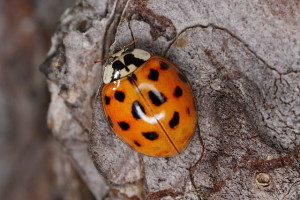 asian-lady-bug-extermination