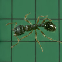 Pavement Ant Worker