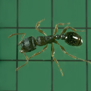 Pavement Ant Worker