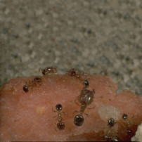Western Bighead Ant