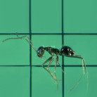 Crazy Ant Worker