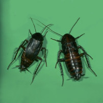 Oriental Cockroach Adults