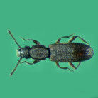 Sawtooth Beetle