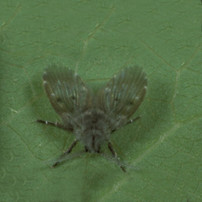 Moth Fly Adult