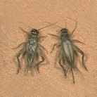 House Cricket