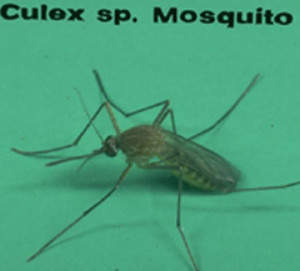 Culex sp. Mosquito